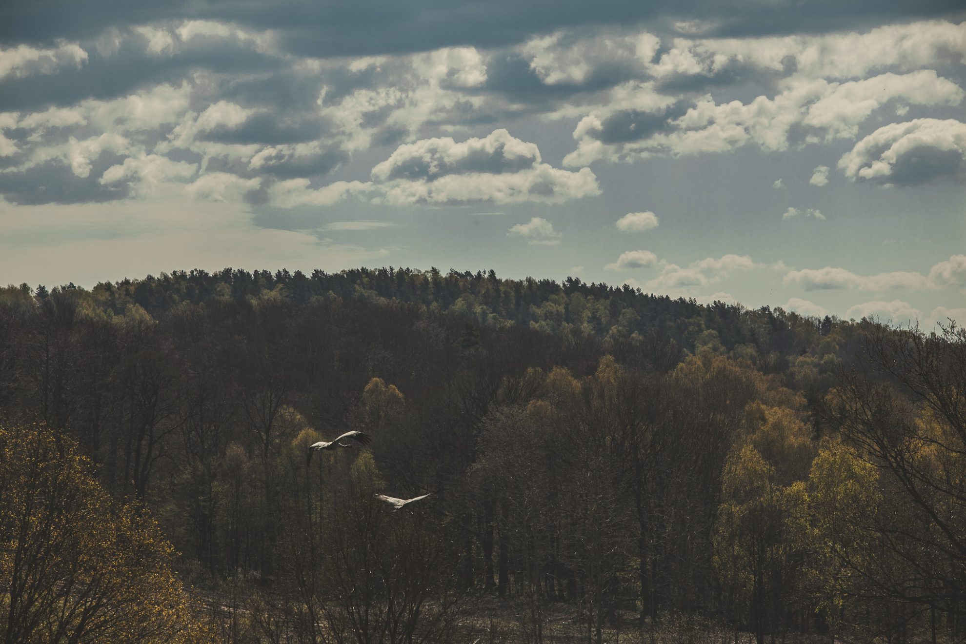 żurawie na pojezierzu